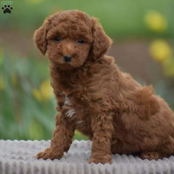 Titus, Toy Poodle Puppy